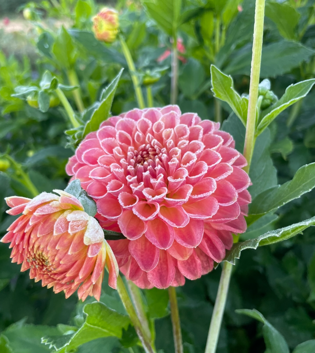 Clearview Peachy