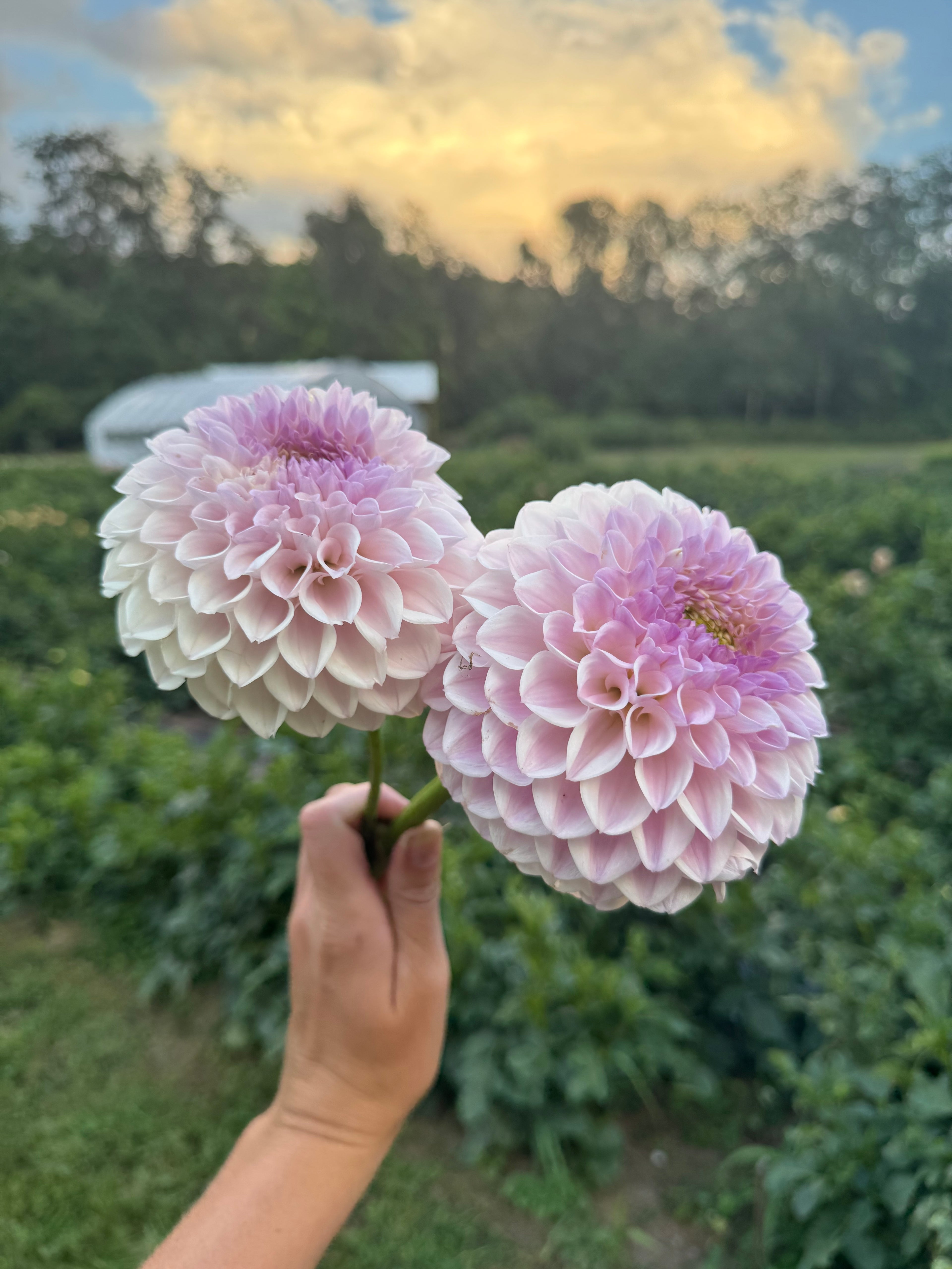 Pink Pearl