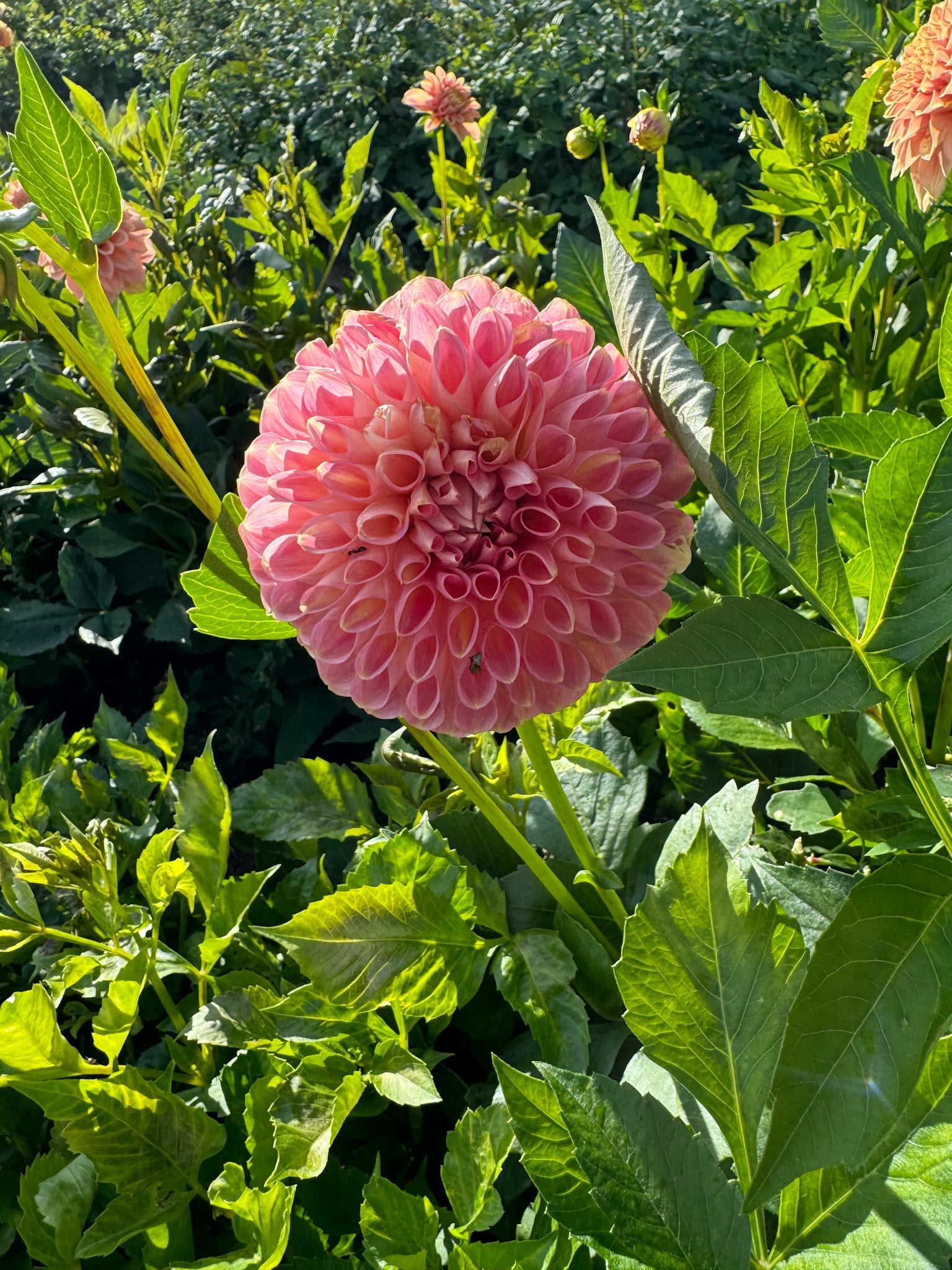 Clearview Peachy