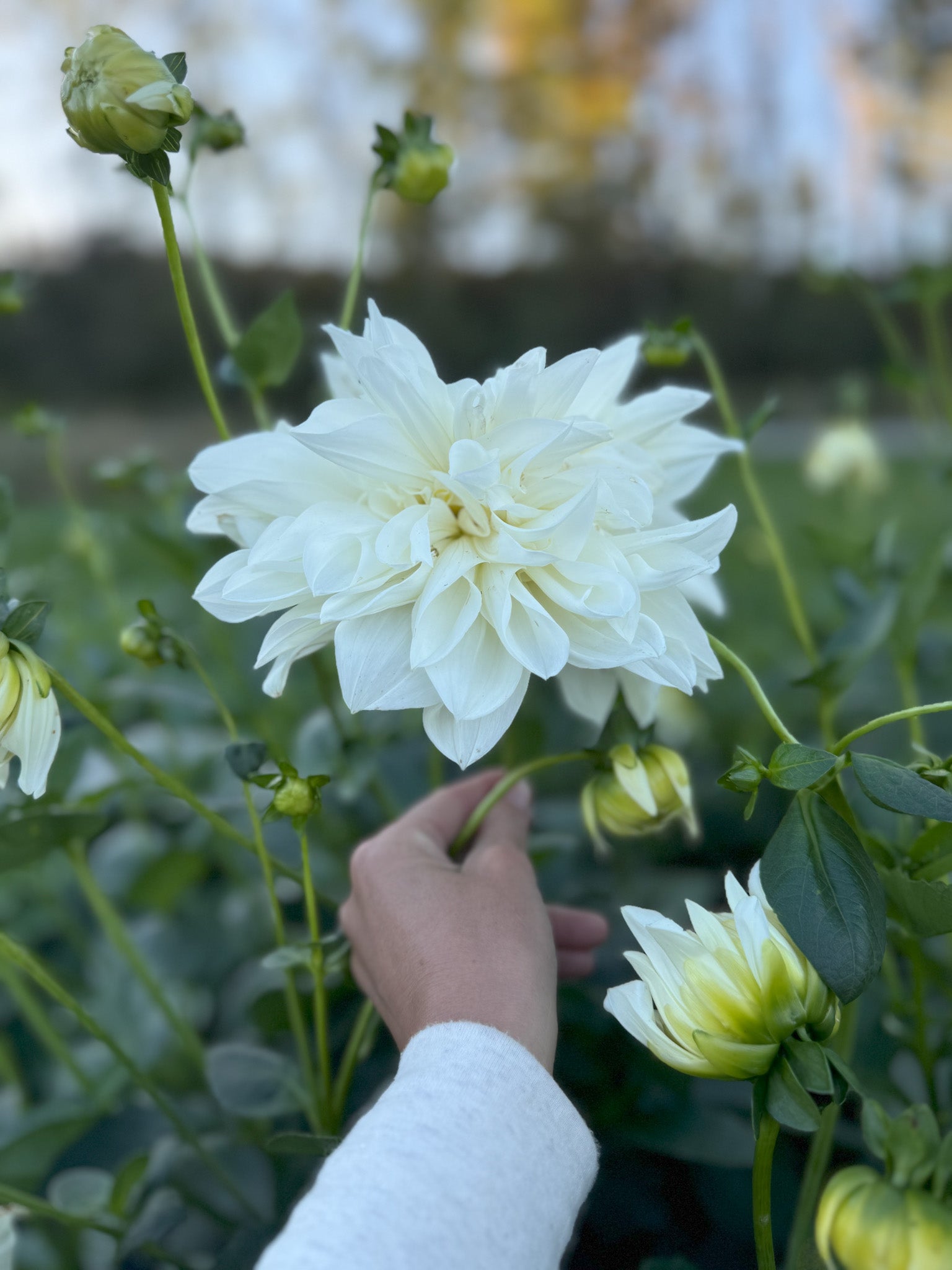 White Perfection
